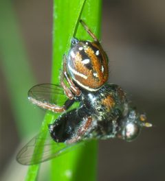Phidippus whitmani P1000286a by 
xpda. Used under a CC BY-SA 4.0 license.