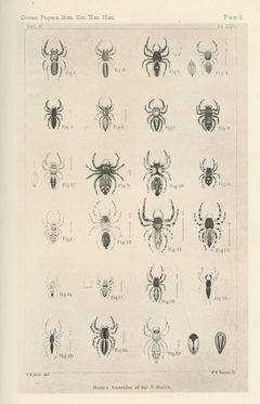 Hentz Plate 8 by Nicholas Marcellus Hentz. Used under a Public domain license.