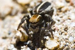 Phlegra hentzi 118238 by Ken-ichi Ueda. Used under a CC BY 4.0 license.