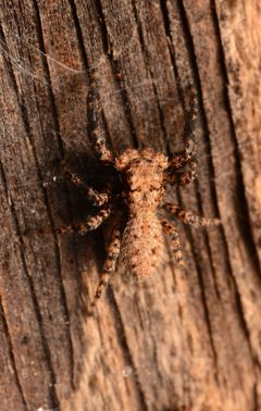 Adult male Platycryptus arizonensis dorsal by Salticidude. Used under a CC BY-SA 4.0 license.