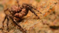 Adult male Platycryptus arizonensis face by Salticidude. Used under a CC BY-SA 4.0 license.