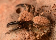 Adult male Platycryptus arizonensis side by Salticidude. Used under a CC BY-SA 4.0 license.