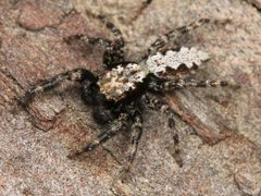 Kaldari Platycryptus californicus male 01 by Kaldari. Used under a CC0 license.