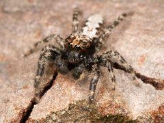 Kaldari Platycryptus californicus male 02 by Kaldari. Used under a CC0 license.