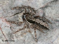 Platycryptus californicus 88964856 by jcowles. Used under a CC BY 4.0 license.