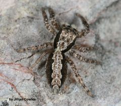 Platycryptus californicus 88964889 by jcowles. Used under a CC BY 4.0 license.