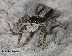 Platycryptus californicus 88964925 by jcowles. Used under a CC BY 4.0 license.