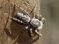 Female Platycryptus undatus 01 by Kaldari. Used under a CC0 license.