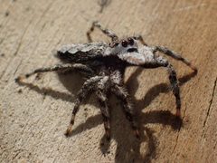 Female Platycryptus undatus 02 by Kaldari. Used under a CC0 license.