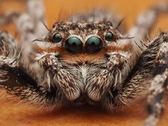Male Platycryptus undatus - 53735590928 by spidereyes2020. Used under a CC0 license.