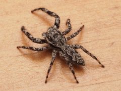 Male Platycryptus undatus - 53735816680 by spidereyes2020. Used under a CC0 license.