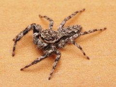 Male Platycryptus undatus - 53735816760 by spidereyes2020. Used under a CC0 license.