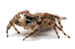 PlatycryptusUndatusFemale by Kevincollins123. Used under a CC BY-SA 3.0 license.