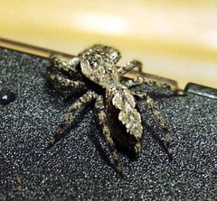 Platycryptus undatus-1 by wikipedia. Used under a CC BY 2.0 license.