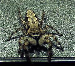 Platycryptus undatus3 by wikipedia. Used under a CC BY 2.0 license.