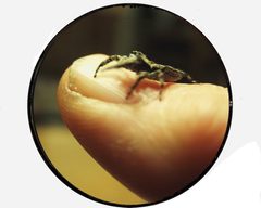 Platycryptus undatus 1  by wikipedia. Used under a CC BY 2.0 license.