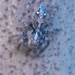 Jumping spider - Plexipus paykulli Family salticaidae Female at Mechode Padur by വരി വര. Used under a CC BY-SA 4.0 license.