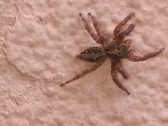 Pantropical jumping spider by Rodolfosalinas. Used under a CC BY-SA 4.0 license.