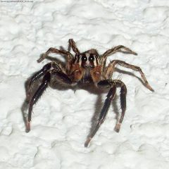 Plexippus paykulli by wikipedia. Used under a CC BY-SA 2.5 license.
