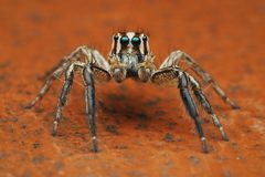 Plexippus paykulli - 50959617953 by spidereyes2020. Used under a CC0 license.