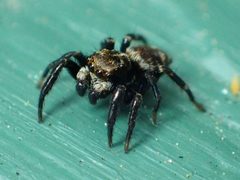 Male Pseudeuophrys erratica by Kaldari. Used under a CC0 license.