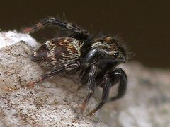Walton Pseudeuophrys erratica male 03 by Dick Walton, Natural History Services. Used under a CC BY 3.0 license.