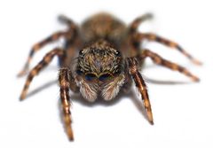 Pseudeuophrys lanigera by Thomas Wydra. Used under a CC BY-SA 3.0 de license.