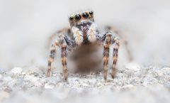 Pseudeuophrys lanigera 183907361 by Alexis Lours. Used under a CC BY 4.0 license.