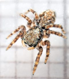 Pseudeuophrys lanigera 21 by AJC1. Used under a CC BY-SA 2.0 license.