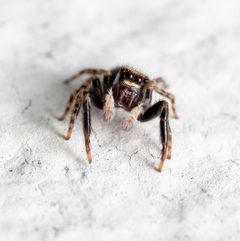 Pseudeuophrys lanigera on a concrete wall by Alexis LOURS. Used under a CC BY 2.0 license.