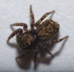 Springspinne Pseudeuophrys lanigera by Thomas. Used under a Copyrighted free use license.