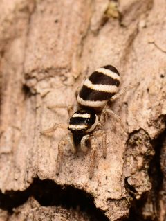 Adult female Salticus austinensis dorsal by Salticidude. Used under a CC BY-SA 4.0 license.