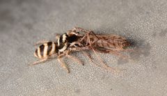 Adult male Salticus austinensis dorsal by Salticidude. Used under a CC BY-SA 4.0 license.
