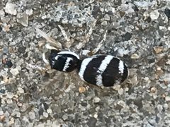 Salticus austinensis 1 by calinsdad. Used under a CC0 license.