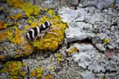 Salticus austinensis on lichen by Thomas Shahan. Used under a CC BY 2.0 license.
