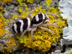 Salticus austinensis on lichen cropped by Thomas Shahan. Used under a CC BY 2.0 license.