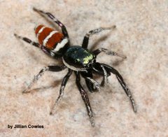 Salticus palpalis male by Jillian Cowles. Used under a CC BY-SA 4.0 license.