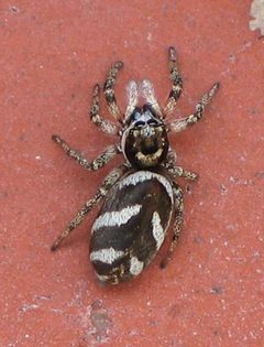 Salticus scenicus I by wikipedia. Used under a CC BY-SA 3.0 license.