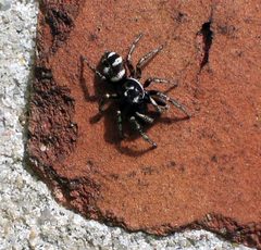 Salticus scenicus II by wikipedia. Used under a CC BY-SA 3.0 license.