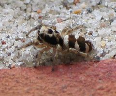 Salticus scenicus III by wikipedia. Used under a CC BY-SA 3.0 license.