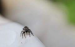 Salticus scenicus adult female2 by Adrianna Rafalska. Used under a CC BY 4.0 license.