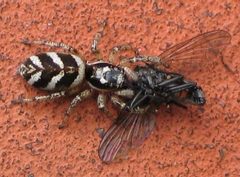 Salticus scenicus with a fly I by wikipedia. Used under a CC BY-SA 3.0 license.