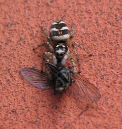 Salticus scenicus with a fly II by wikipedia. Used under a CC BY-SA 3.0 license.