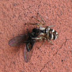 Salticus scenicus with a fly III by wikipedia. Used under a CC BY-SA 3.0 license.