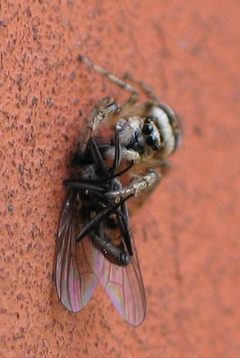Salticus scenicus with a fly IV by wikipedia. Used under a CC BY-SA 3.0 license.
