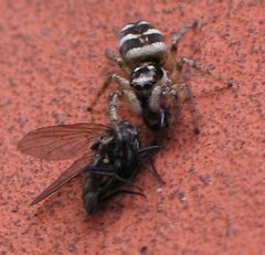 Salticus scenicus with a fly VI by wikipedia. Used under a CC BY-SA 3.0 license.