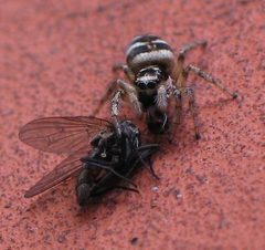 Salticus scenicus with a fly VII by wikipedia. Used under a CC BY-SA 3.0 license.