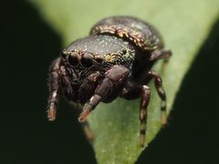 Female Sassacus cyaneus 300892170 by Zygy. Used under a CC0 license.
