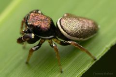 Sassacus vitis jumping spider - Oklahoma by Thomas Shahan. Used under a CC BY 2.0 license.