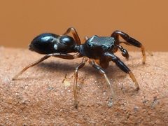 Synageles bishopi 78864406 by Zygy. Used under a CC0 license.